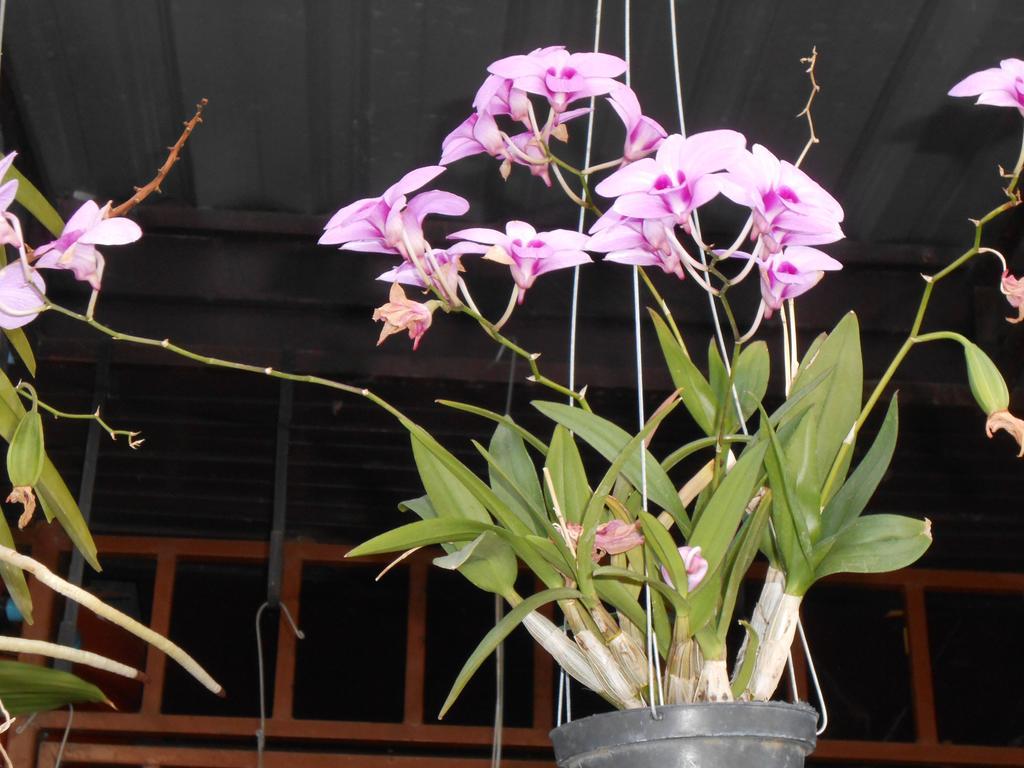 Pissamorn House Chiang Mai Luaran gambar